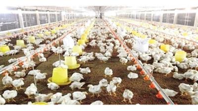 Ban hành quy định mật độ chăn nuôi đến năm 2030